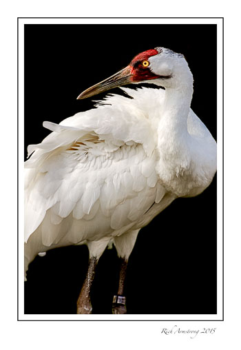 Whooping-crane-2-frm.jpg
