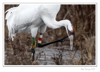 Whooping-crane-4-copy-2.jpg
