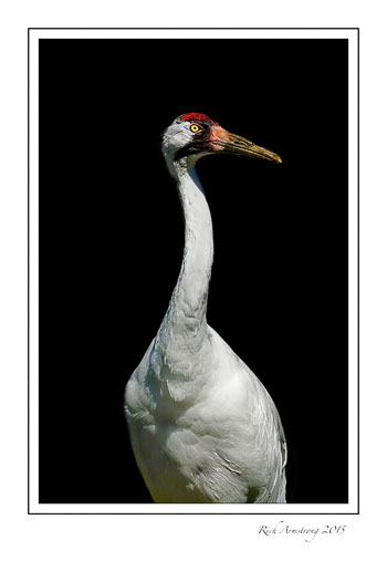 Whooping-crane-frm.jpg