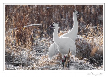 Whooping-crane-pair-in-marsh-copy.jpg