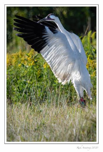 Whooping-crane-wing-spread-3-copy.jpg