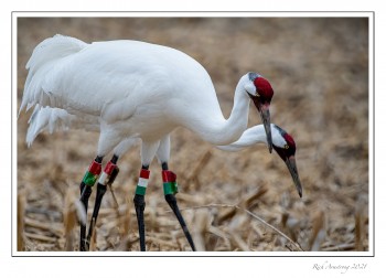 Whooping-cranes-3-copy.jpg