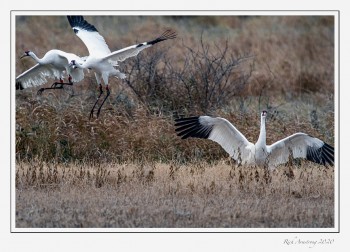 Whooping-cranes-dancing-3-copy.jpg