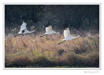 Whooping-cranes-in-flight-2-copy.jpg