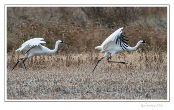 Whooping-cranes-running-3-copy.jpg