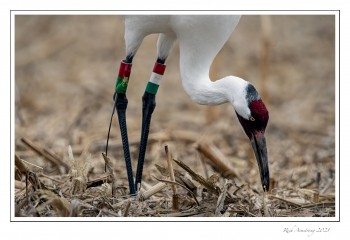 Whooping.-crane-2-copy.jpg