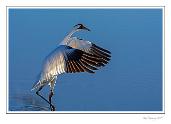 Whoopingcrane1H.C.jpg