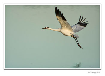 Whoopingcrane1frmcopy-2.jpg