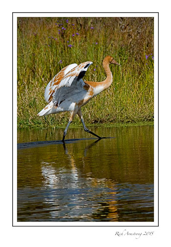 babywhoopingcrane6frm.jpg