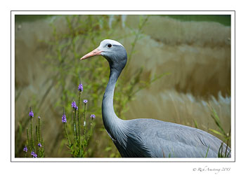 blue-crane-7-frm.jpg