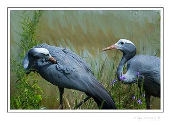 blue-crane-8-frm.jpg