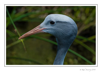 blue-crane-9-frm.jpg