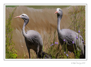 blue-cranes-2a-frm.jpg