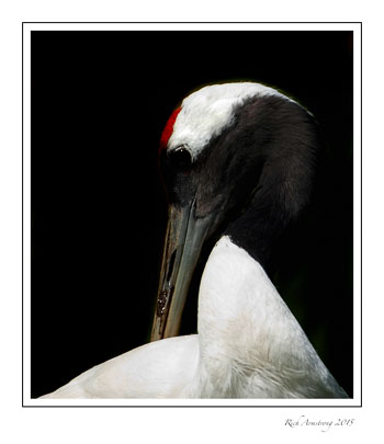 crane--frm.jpg