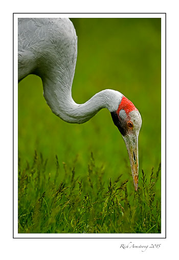 crane-3-frm.jpg