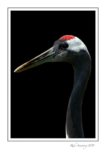 crane-6-frm.jpg