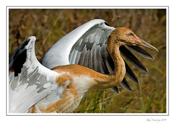 crane-7-frm.jpg