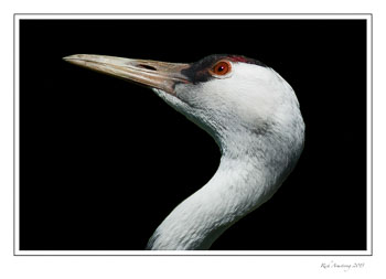 crane-blk-frm.jpg
