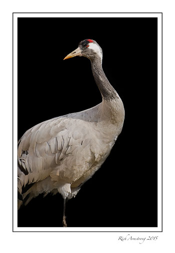 crane-frm.jpg