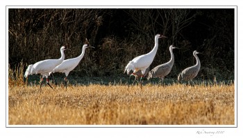 crane-mix-1-copy.jpg