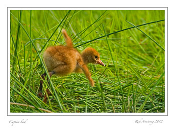 flapper-9-frm.jpg