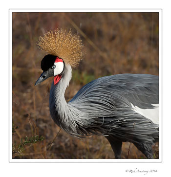gray-crowned-crane-3-frm.jpg
