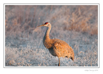 sandhill-1c-frm.jpg