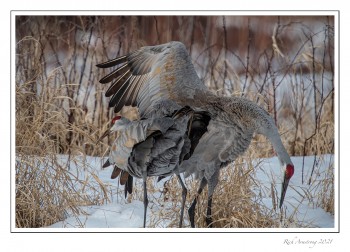 sandhill-3-1-copy.jpg
