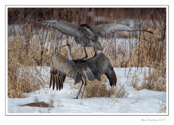 sandhill-3-3-copy.jpg