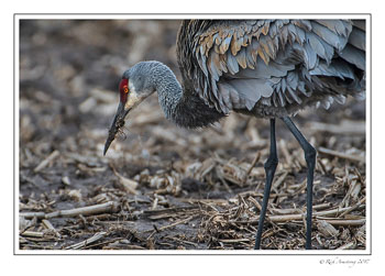 sandhill-4-copy.jpg