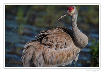sandhill-crane-1-copy-4.jpg
