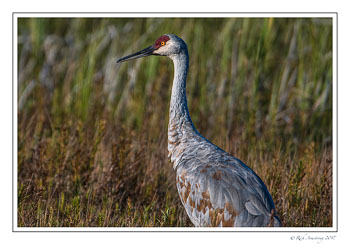 sandhill-crane-1-copy-5.jpg