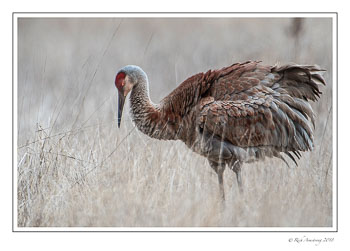 sandhill-crane-1-copy-6.jpg
