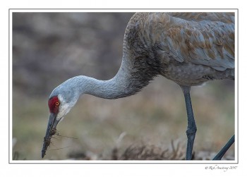 sandhill-crane-1-copy7.jpg