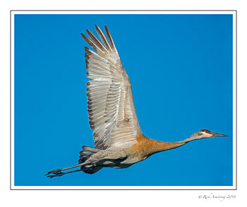 sandhill-crane-1-frm-copy.jpg