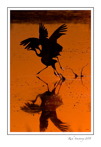 sandhill-crane-2-frm.jpg