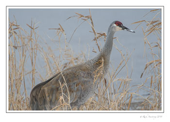 sandhill-crane-3-copy-2.jpg