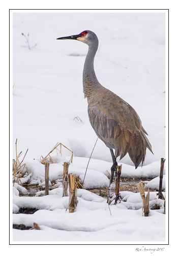 sandhill-crane-3-copy.jpg
