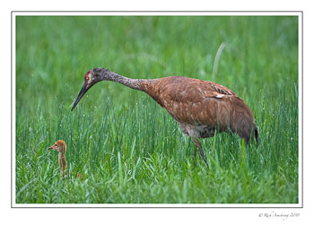 sandhill-crane-n-colt-1-copy.jpg