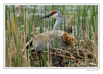 sandhill-crane-n-colt-2-copy.jpg