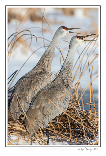sandhill-cranes-2-copy-2.jpg