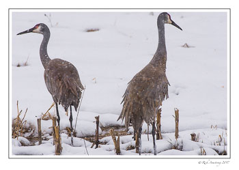 sandhill-cranes-2-copy.jpg