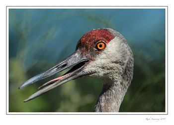 sandhill3frmcopy.jpg