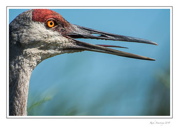 sandhillcrane2-frmcopy.jpg