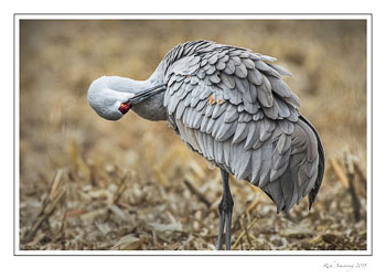 sandhillcrane7afrmcopy2.jpg