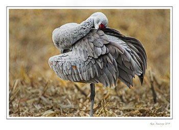sandhillcranepreening1frmcccopy.jpg