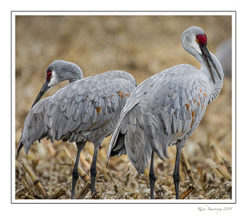 sandhillcranes3frmcopy.jpg
