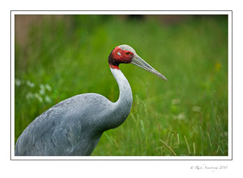 saurus-crane-1frm-copy.jpg