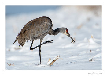 snadhill-crane-2-copy.jpg