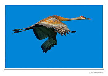 snadhill-crane-3-frm-copy.jpg